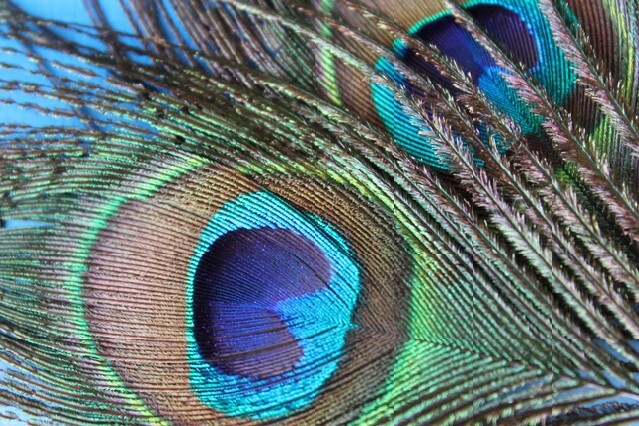 Photo with bright peacock feathers